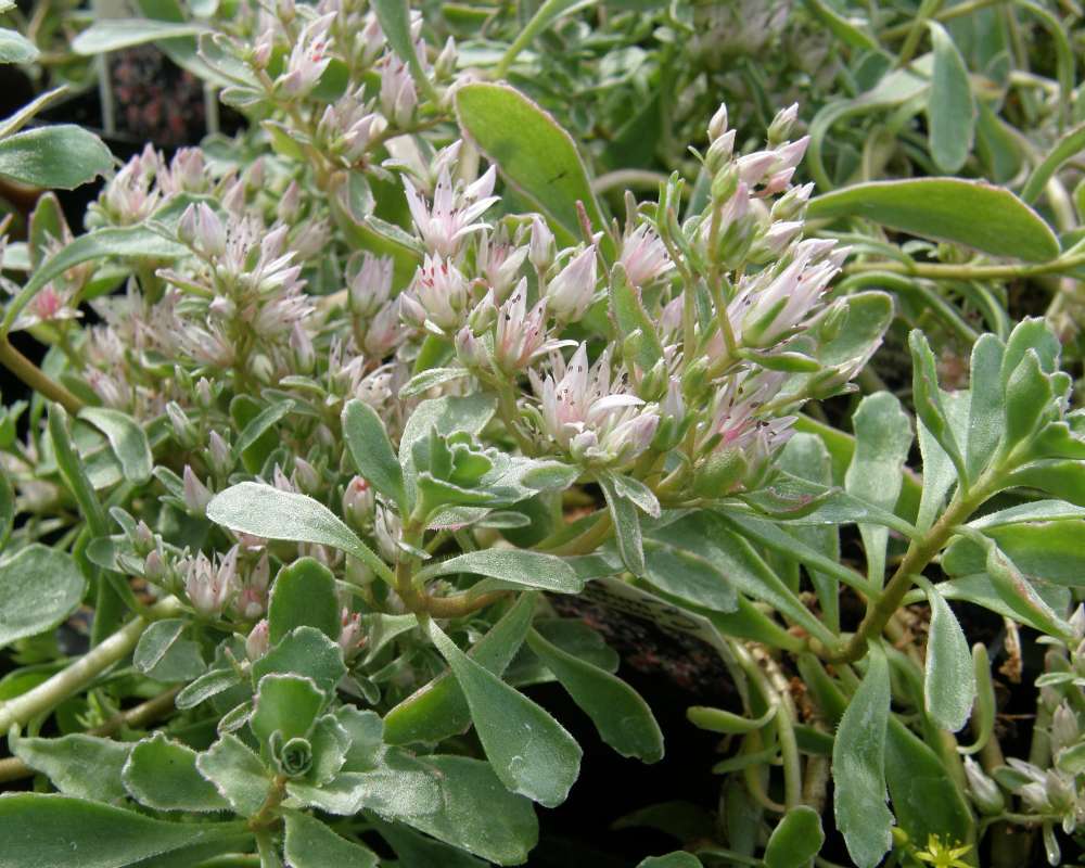 Top in Bloom<br>(Location of Picture: Shady Crrek, Washington, USA, 2010)