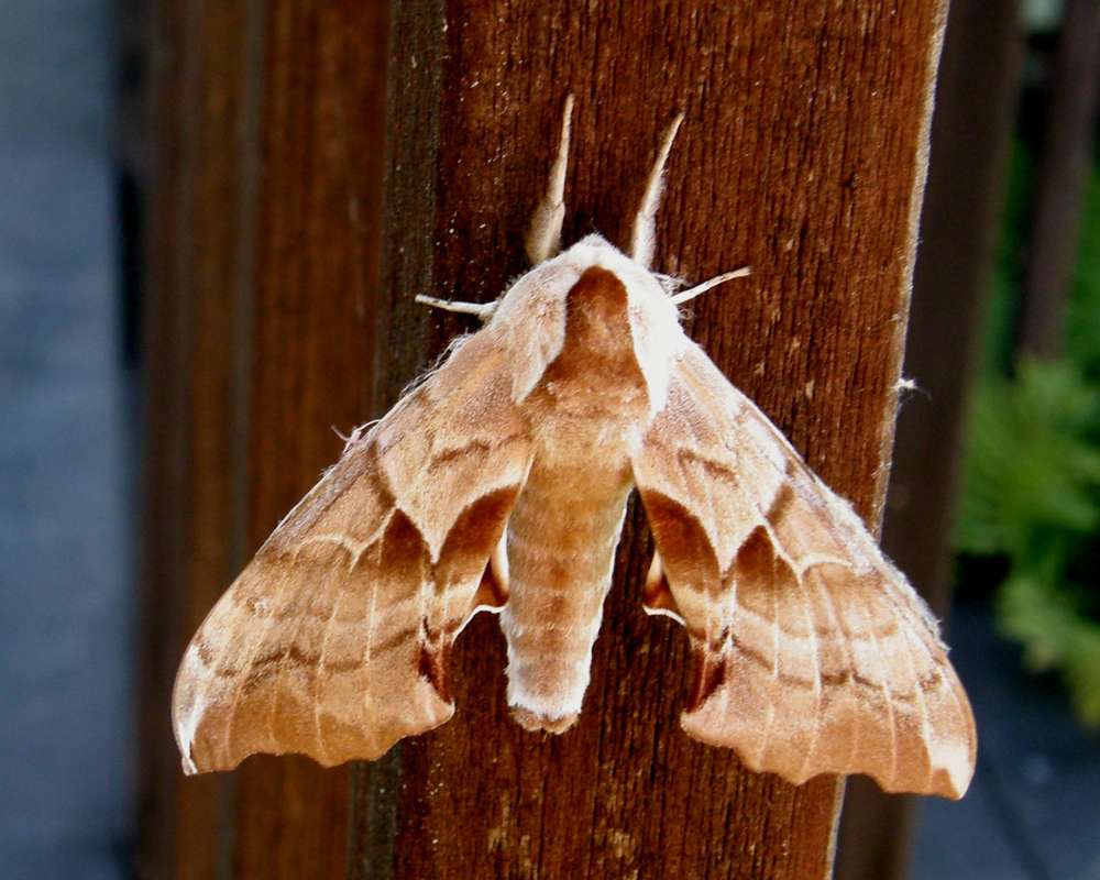 Alive<br>(Location of Picture: Okanotan, Washington, USA, 2010)