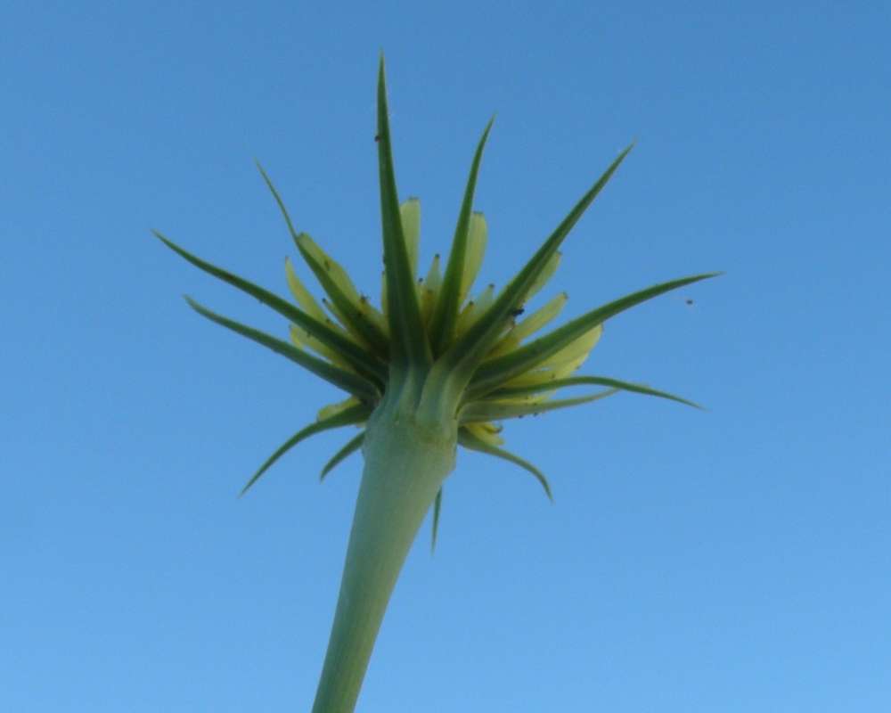 Flower - Rear View<br>(Location of Picture: Okanogan, Washington, USA, 2010)
