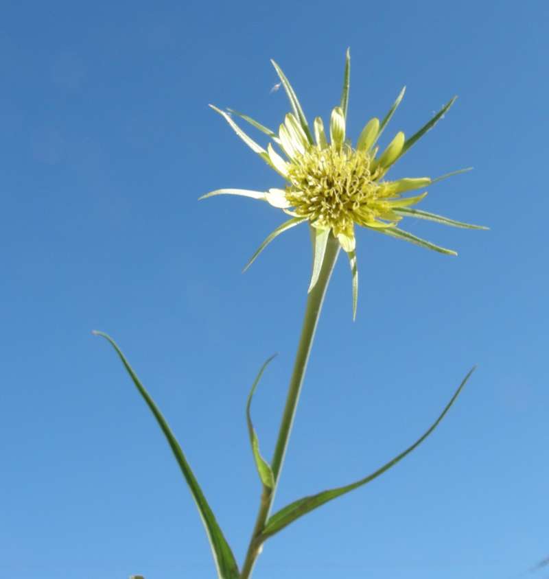 Top of Plant in Bloom<br>(Location of Picture: Okanogan, Washington, USA, 2010)