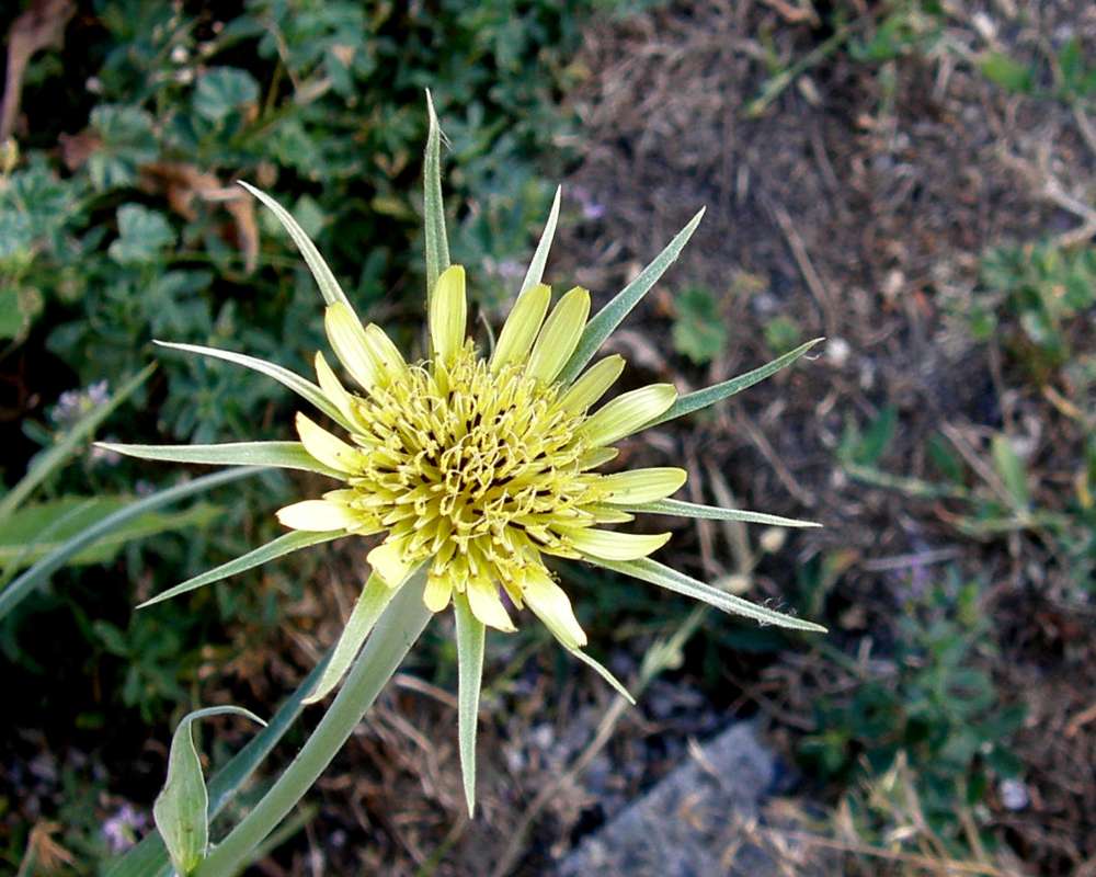 Flower - Front view<br>(Location of Picture: Okanogan, Washington, USA, 2010)