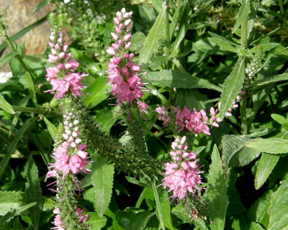 Pink Raceme<br>(Location of Picture: Washington, USA, 2010)