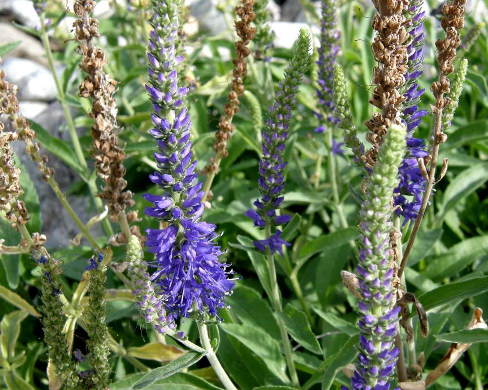 Blue Raceme<br>(Location of Picture: Washington, USA, 2010)