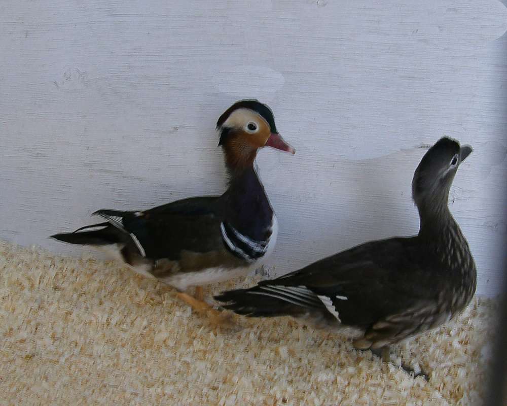 Young Pair as Pet<br>(Location of Picture: Okanogan, Washington, USA, 2010)