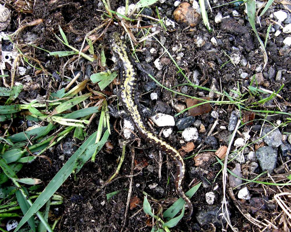 Dorsal View in Habitat<br>(Location of Picture: Okanogan, Washington, USA, 2010)