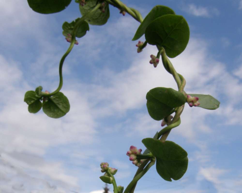 Leaves<br>(Location of Picture: Garden, Okanogan, Wa., USA, 2010)