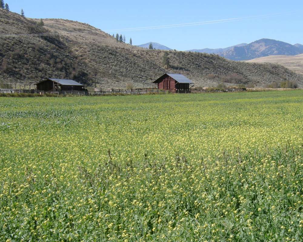 Field<br>(Location of Picture: Okanogan, Washington, USA, 2010)