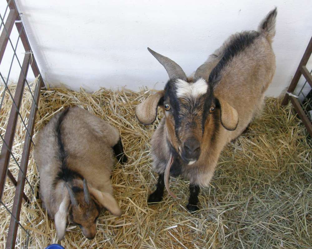 Pair at Fair<br>(Location of Picture: Fair - Okanogan, Wa, USA, 2010)