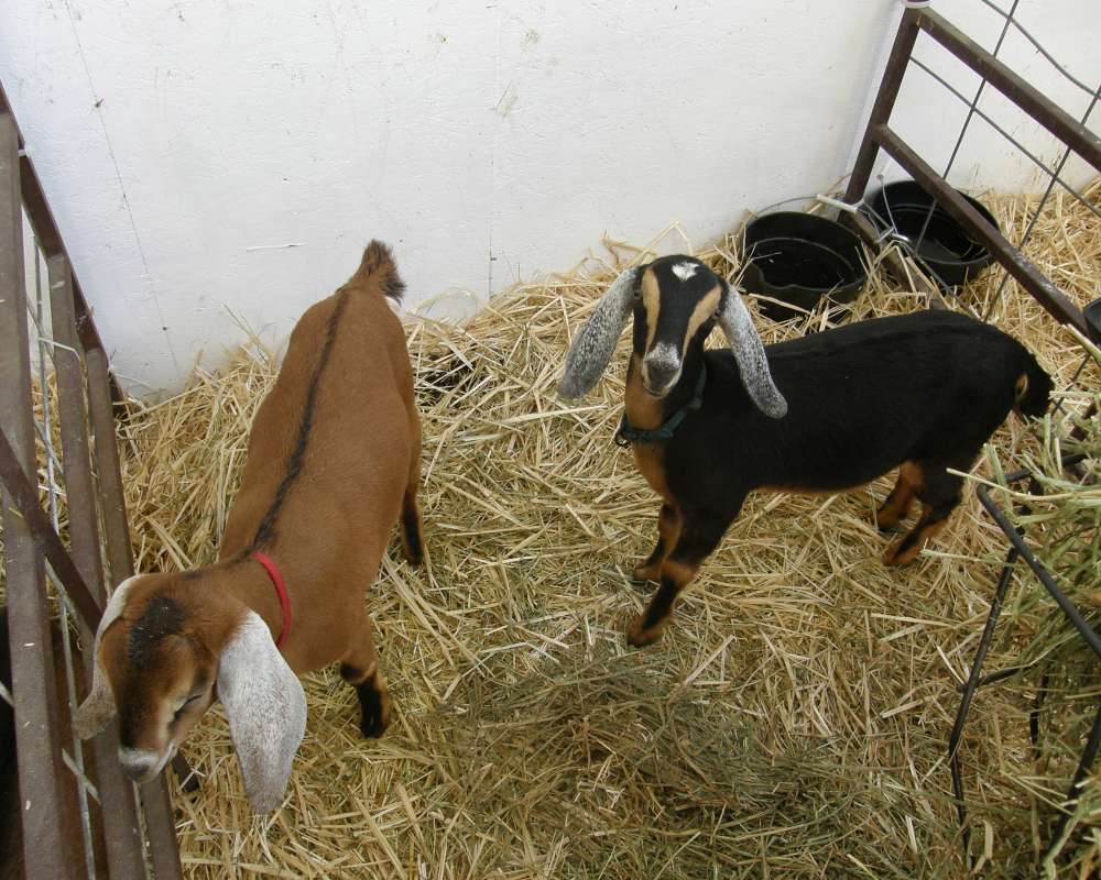 Brown Example<br>(Location of Picture: Fair - Okanogan, Wa., USA, 2010)