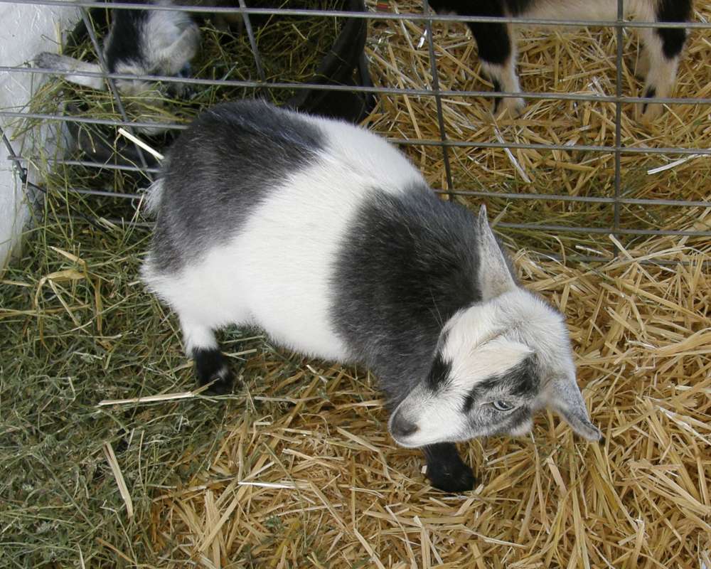 White and Black Example<br>(Location of Picture: Fair - Okanogan, Wa., USA, 2010)