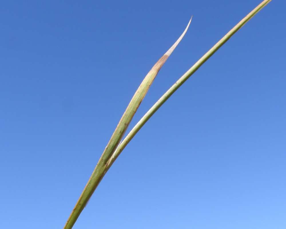 Leaf<br>(Location of Picture: Buzzard Lake, Washington, USA, 2010)