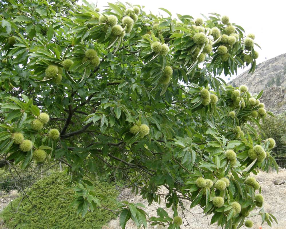 Branch<br>(Location of Picture: Ornamental, Loomis, Wa., USA , 2010)