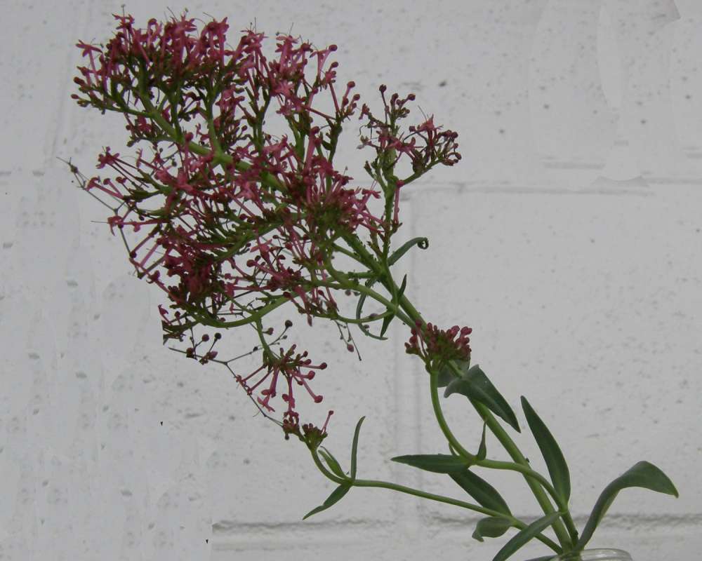 Top of Plant in Bloom<br>(Location of Picture: Garden, Okanogan, Wa., USA, 2010)