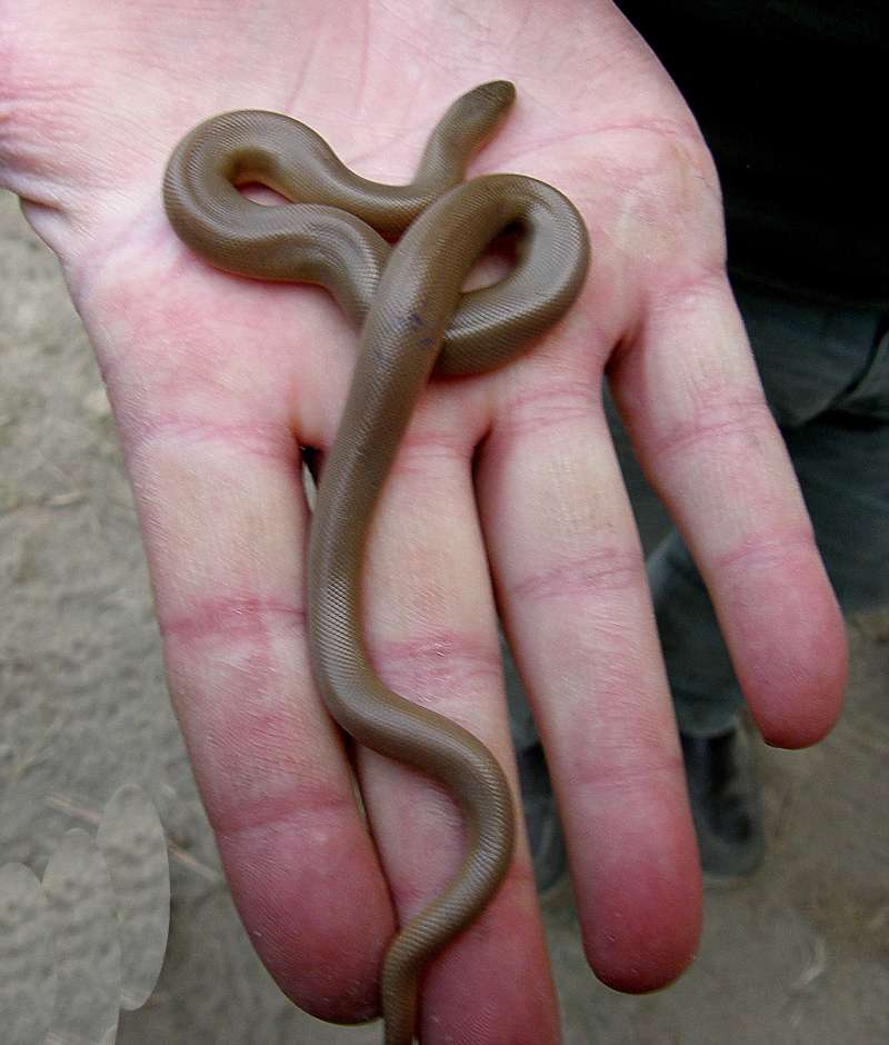 On Hand<br>(Location of Picture: Neville Ridge, Wa., USA, 2010)