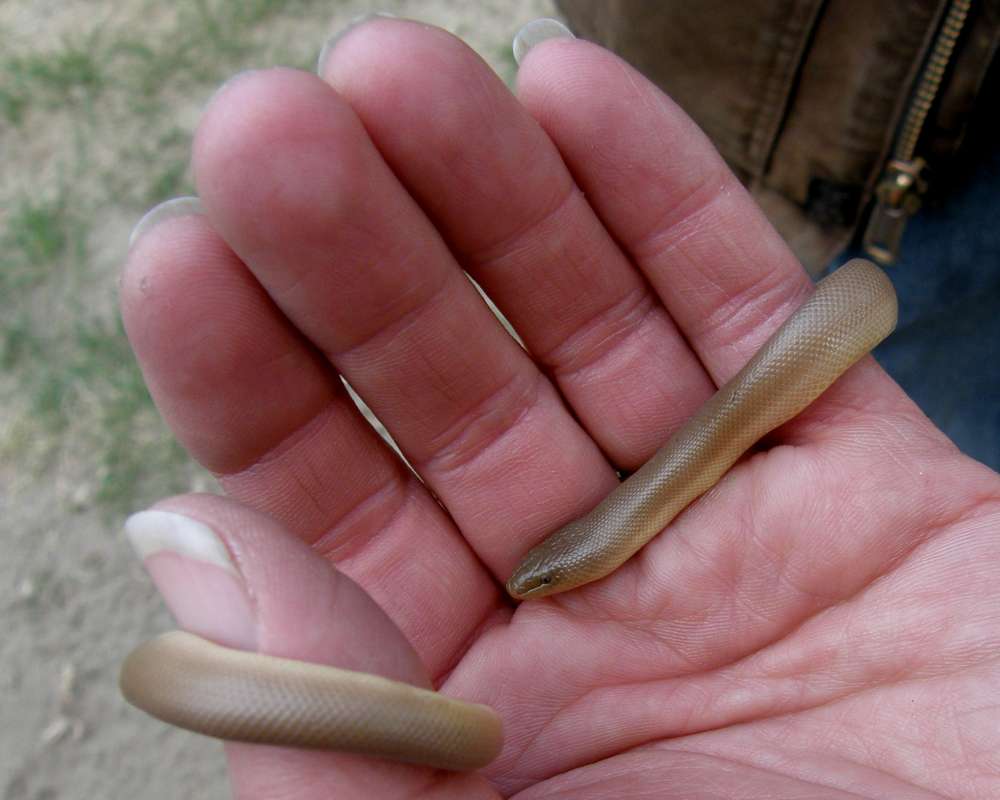 On Hand - Head Side View<br>(Location of Picture: Neville Ridge, Wa., USA, 2010)