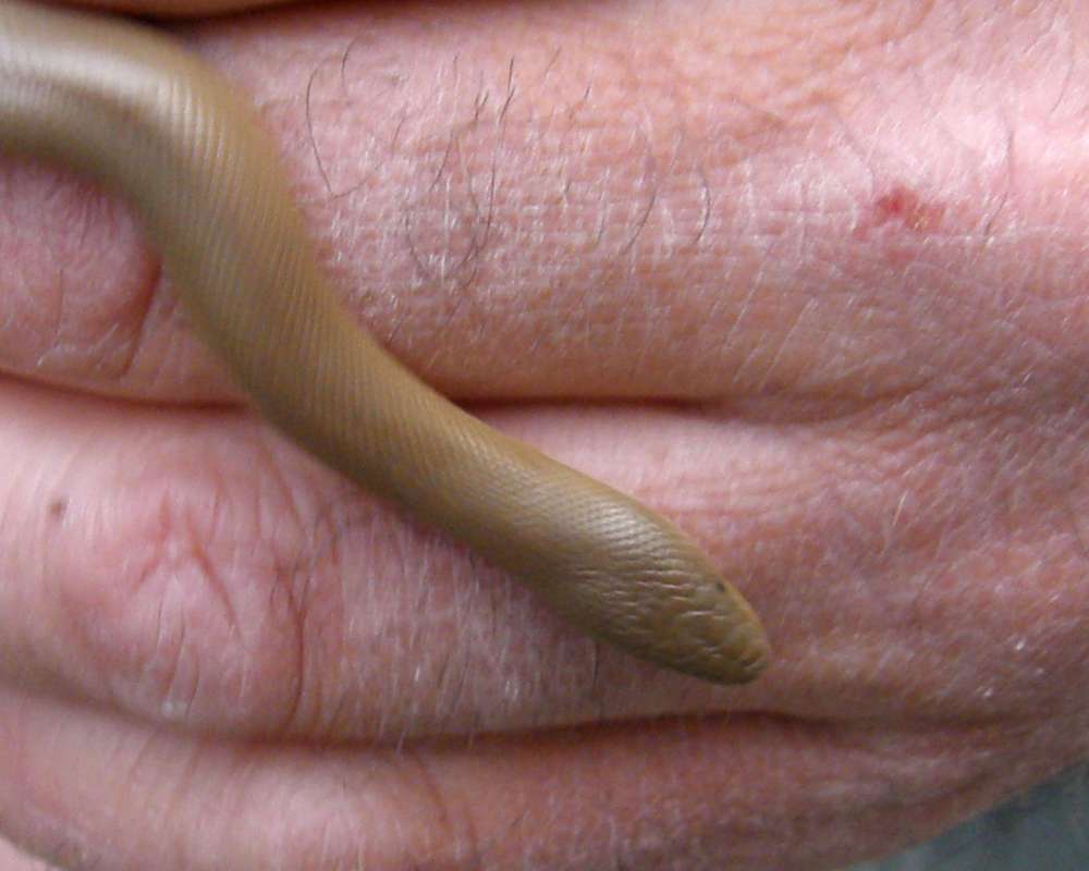 On Hand - Head Dorsal View<br>(Location of Picture: Neville Ridge, Wa., USA, 2010)