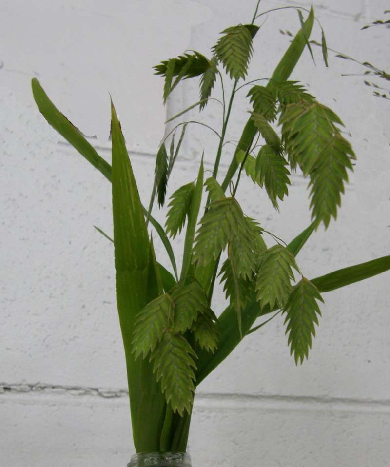 Top of Plant in Bloom<br>(Location of Picture: Ornamental, Okanogan, Wa, USA, 2010)