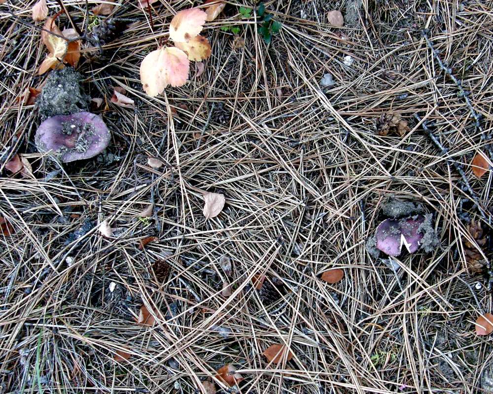 Habitat View<br>(Location of Picture: Conconully, Washington, USA, 2010)