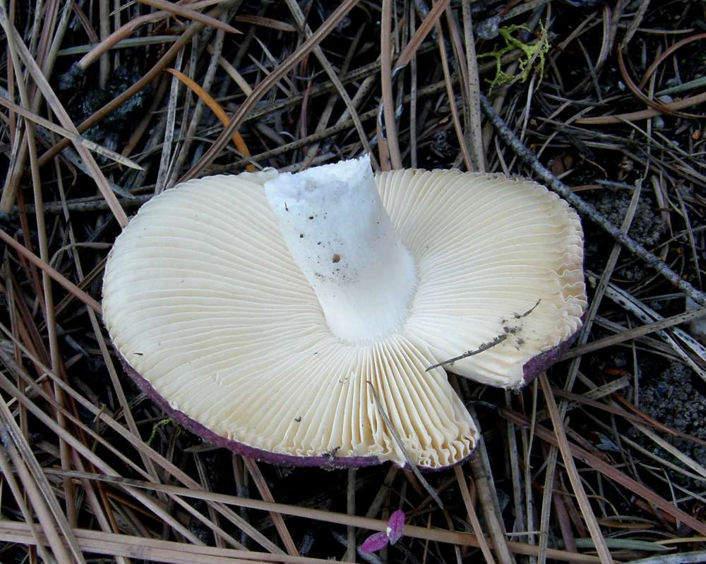 Underside<br>(Location of Picture: Conconully, Washington, USA, 2010)