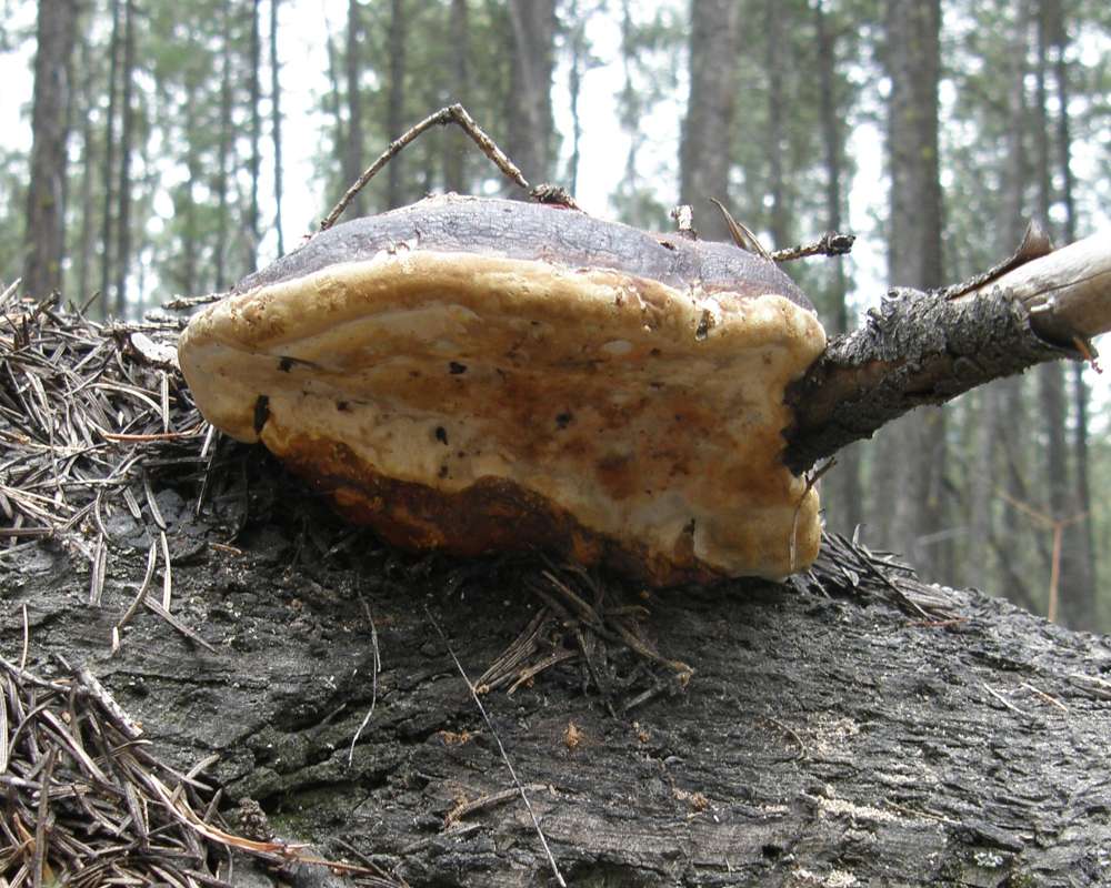 Underside View<br>(Location of Picture: Conconully, Washington, USA, 2010)