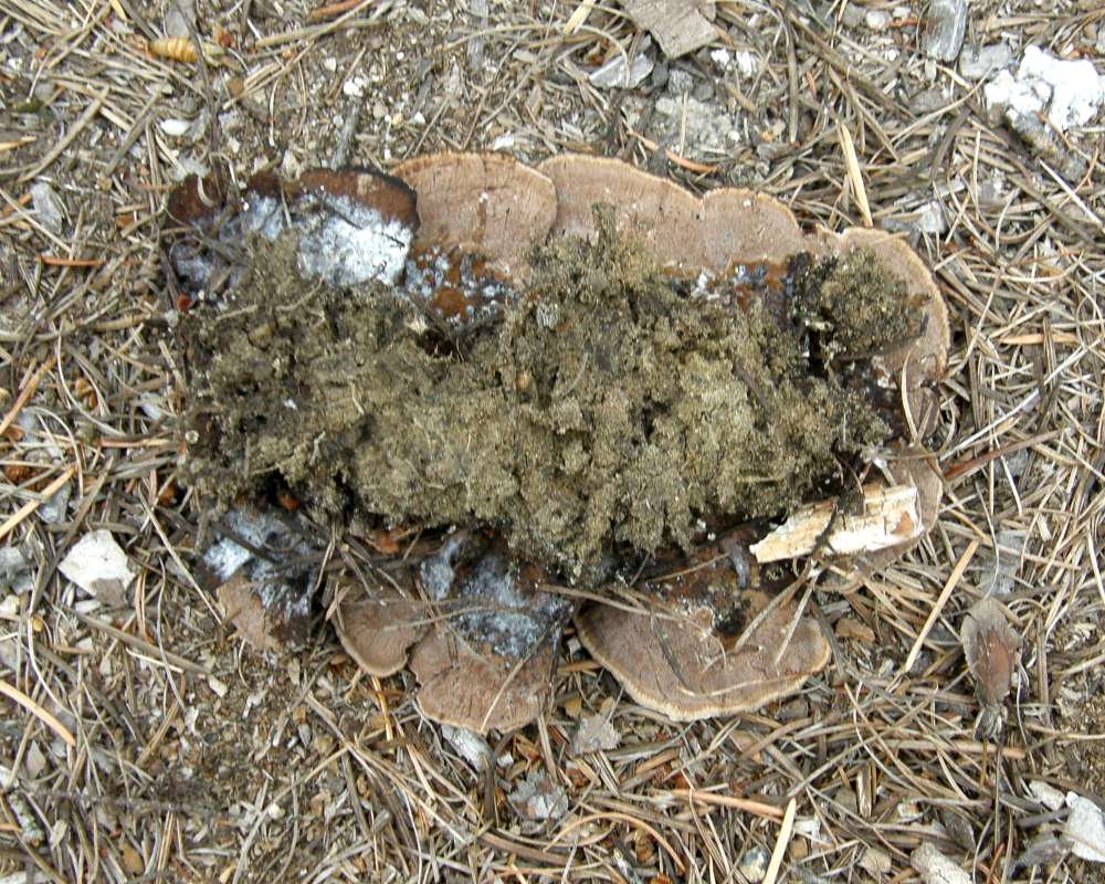 Bottom view<br>(Location of Picture: Conconully, Washington, USA, 2010)