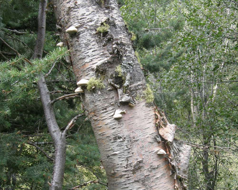 Habitat View on Tree<br>(Location of Picture: Salmon Creek, Wa., USA, 2010)