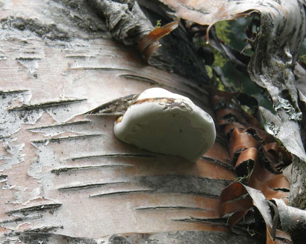 Habitat View - Underside<br>(Location of Picture: Salmon Creek, Wa., USA, 2010)