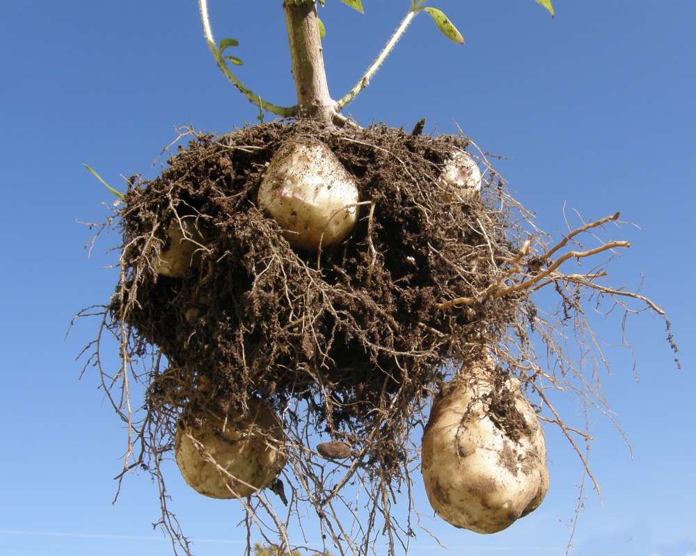 Tubers - Close View<br>(Location of Picture: Garden, Okanogan, Wa., USA, 2010)