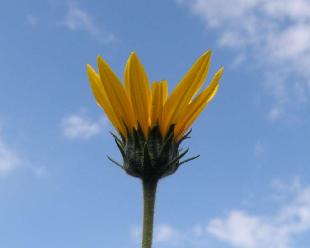Flower - Side View<br>(Location of Picture: Garden, Okanogan, Wa., USA, 2010)
