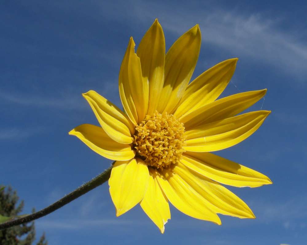 Flower - Front View<br>(Location of Picture: Garden, Okanogan, Wa., USA, 2010)