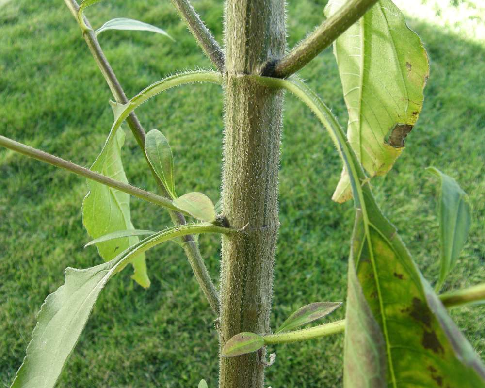 Stem<br>(Location of Picture: Garden, Okanogan, Wa., USA, 2010)