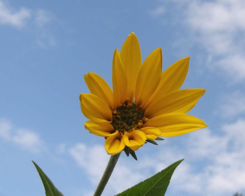 Flower - Front View<br>(Location of Picture: Garden, Okanogan, Wa., USA, 2010)