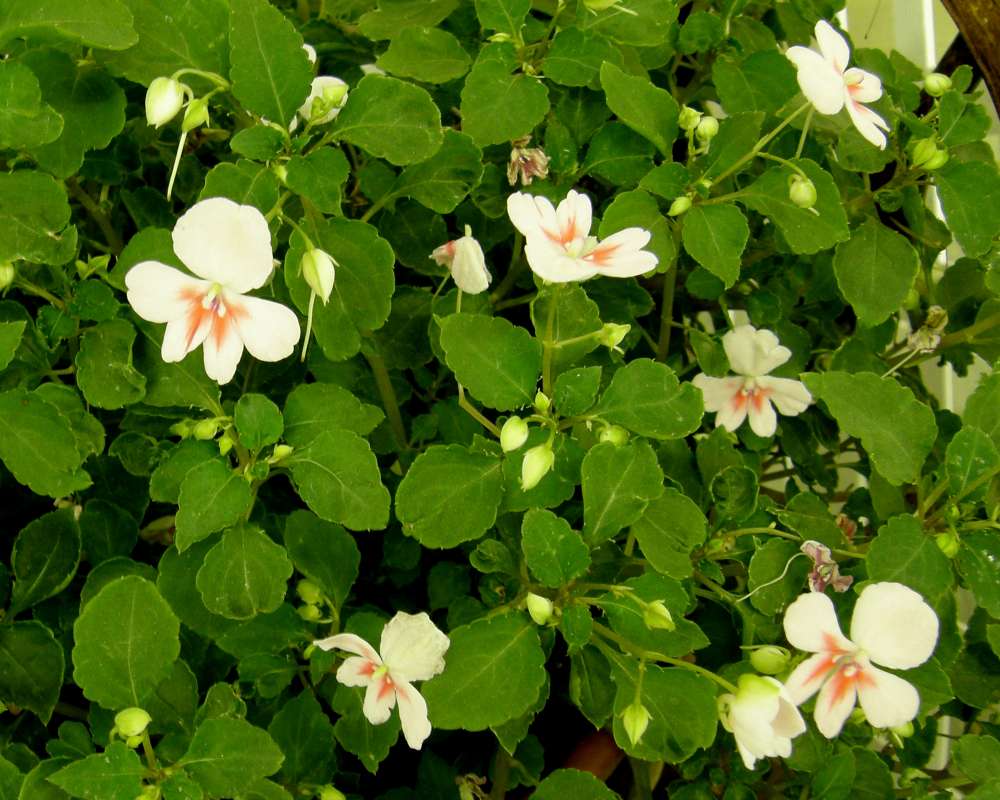 Top of Plant in Bloom - White Flowers Orange Eye<br>(Location of Picture: Washington)