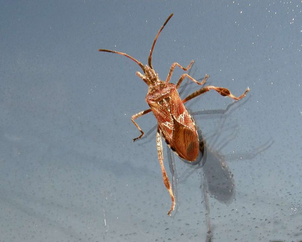 Dorsal View<br>(Location of Picture: Okanogan, Washington, USA, 2010)