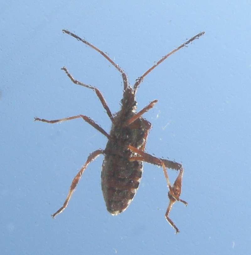 Ventral View<br>(Location of Picture: Okanogan, Washington, USA, 2010)