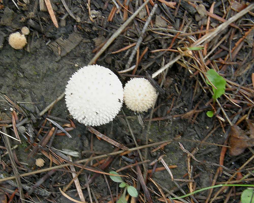 Habitat View<br>(Location of Picture: Conconully, Washington, USA, 2010)