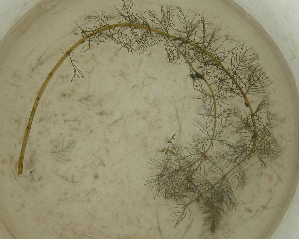 Stem<br>(Origin of the Specimen: Leader Lake, Wa., USA, 2010)
