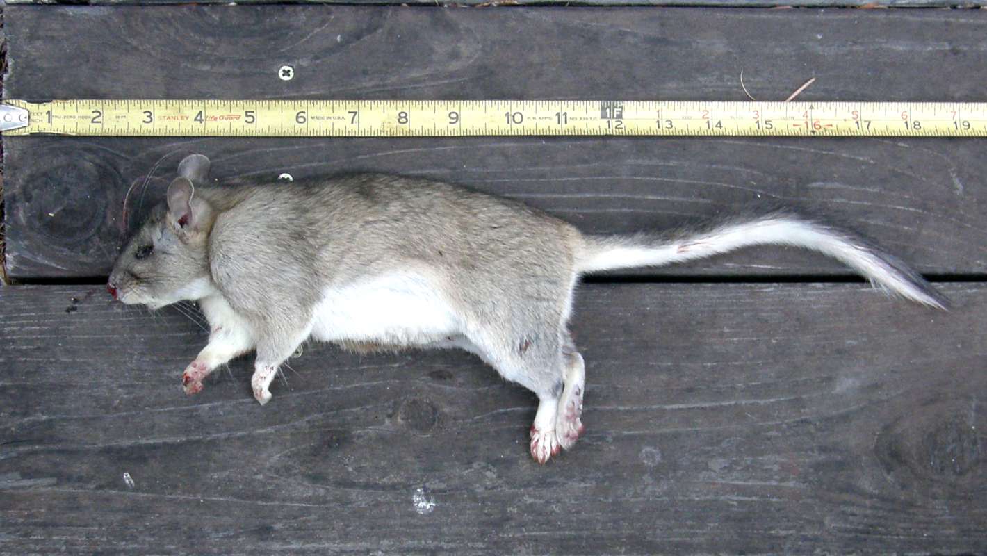 Side View with Ruler<br>(Location of Picture: Conconully, Washington, USA, 2010)