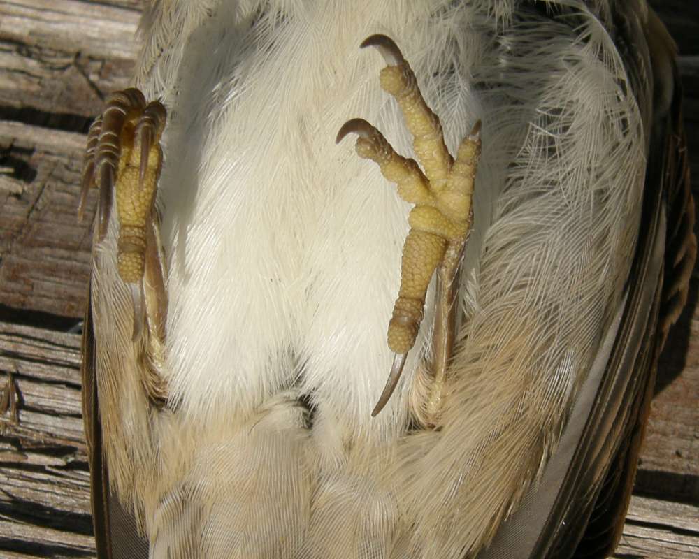 Feet<br>(Location of Picture: Okanogan, Wa., USA, 2010)