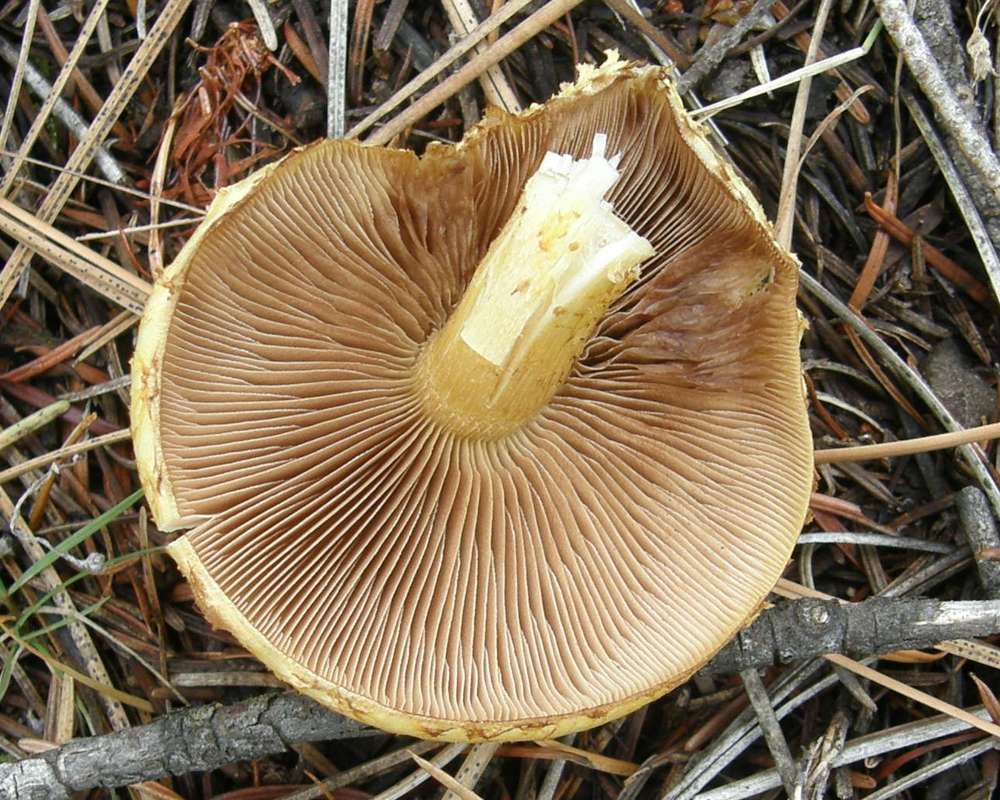 Underside<br>(Location of Picture: Conconully, Washington, USA, 2010)