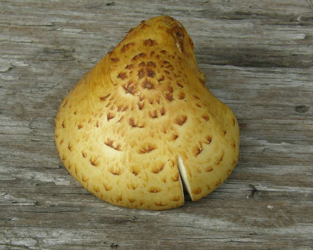 Close View of Top Side<br>(Location of Picture: Conconully, Washington, USA, 2010)
