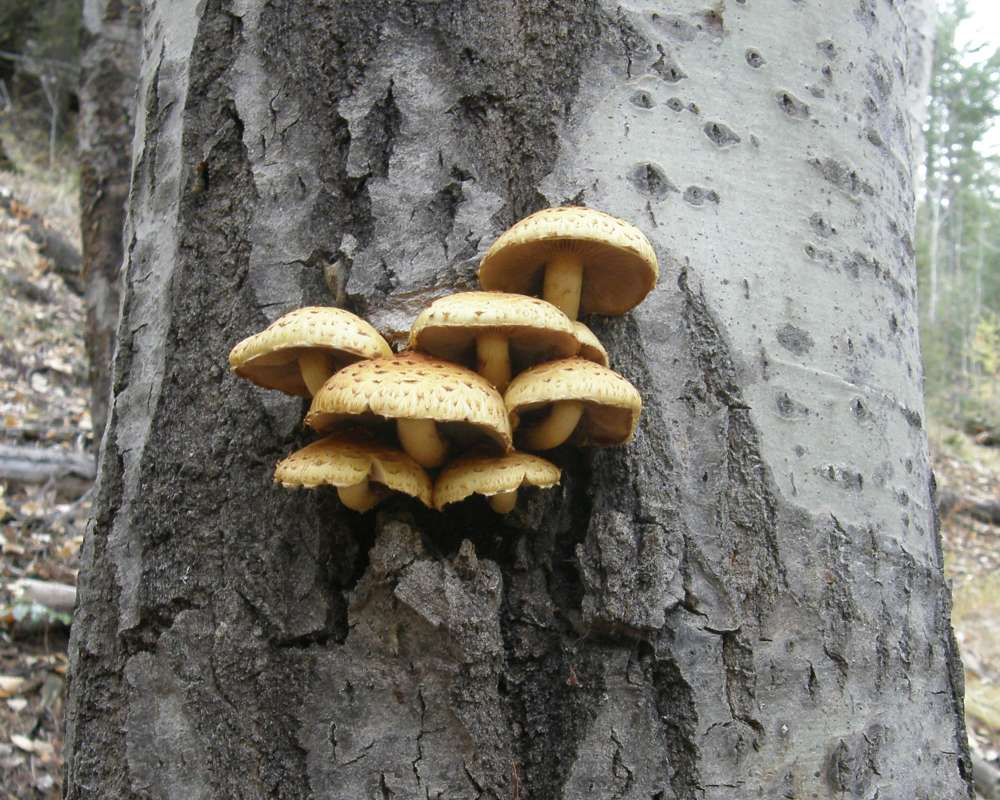 Habitt Showing Stems<br>(Location of Picture: Conconully, Washington, USA, 2010)