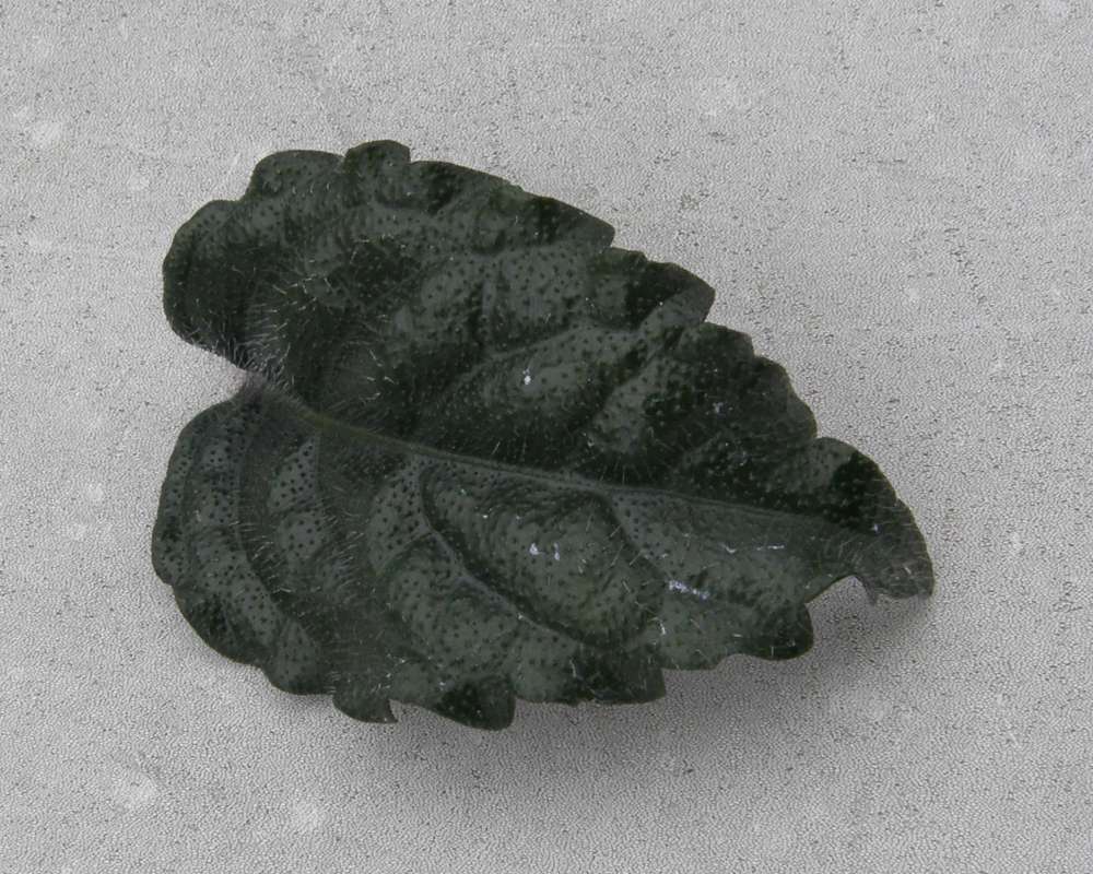 Close View of Dorsal Leaf<br>(Location of Picture: Houseplant, Okanogan, Wa., USA, '10)