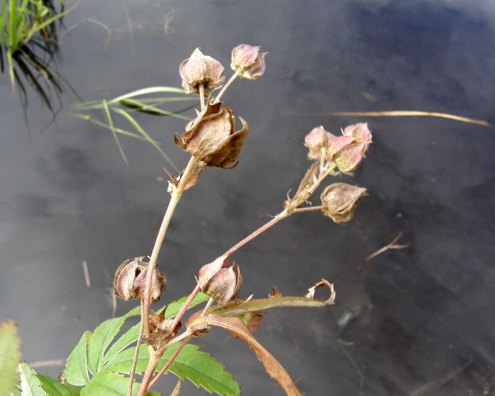 Seed Heads<br>(Location of Picture: Buzzard Lake, Wa, USA, 2010)