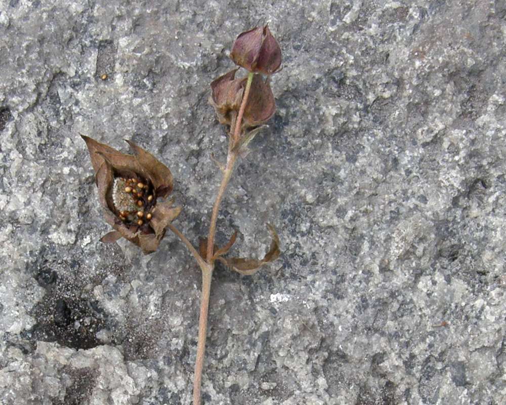 Seed Head - Close View<br>(Location of Picture: Buzzard Lake, Wa, USA, 2010)