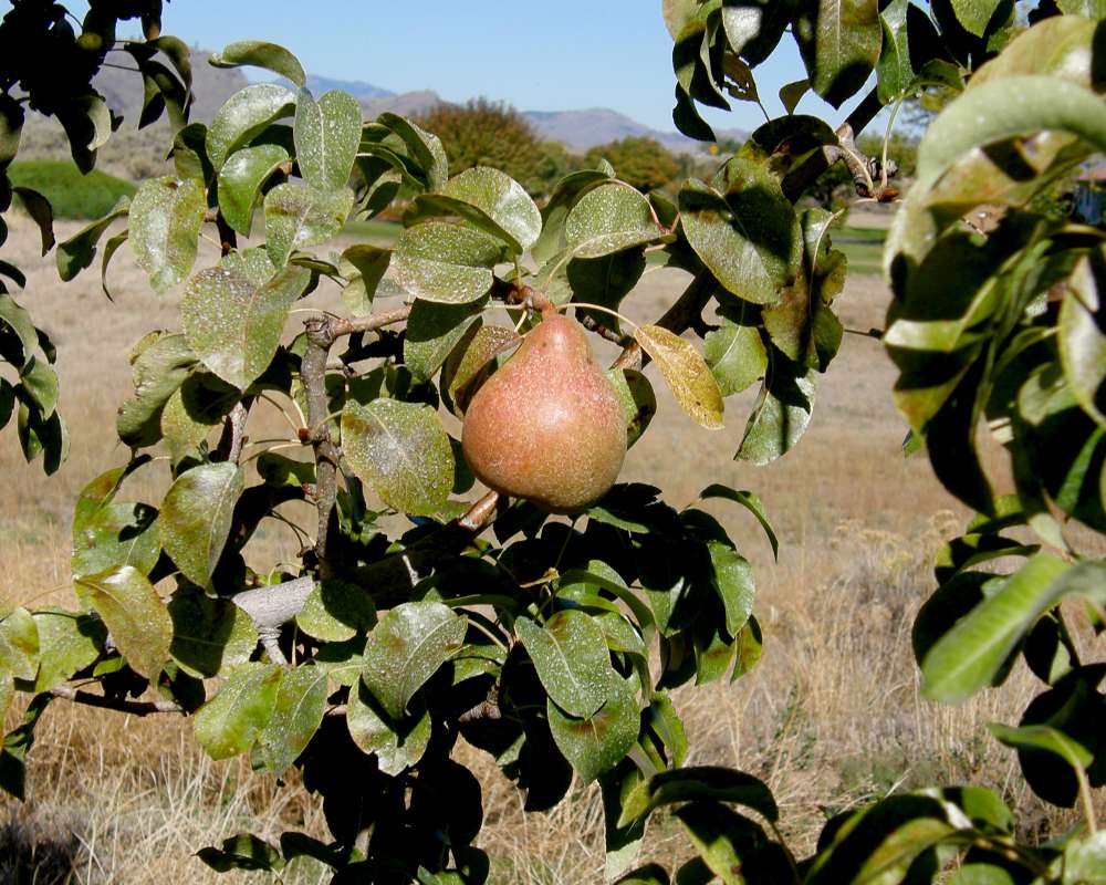 Fruit and Leaves<br>(Location of Picture: Okanogan, Washington, USA, 2010)