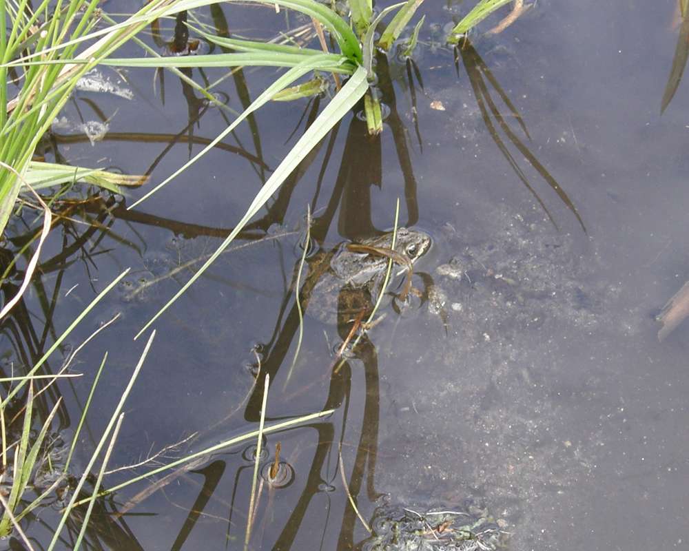 Habitat View<br>(Location of Picture: Buzzard Lake, Wa., USA, 2010)
