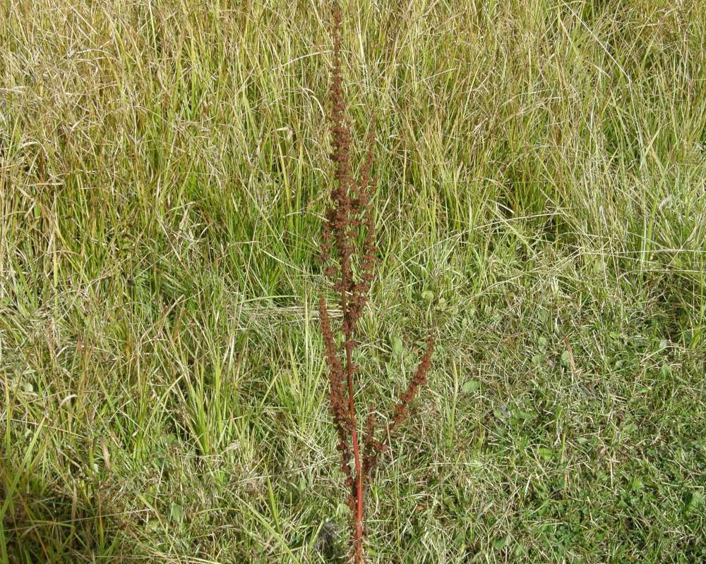 Habitat View<br>(Location of Picture: Buzzard Lake, Washington, USA, 2010)