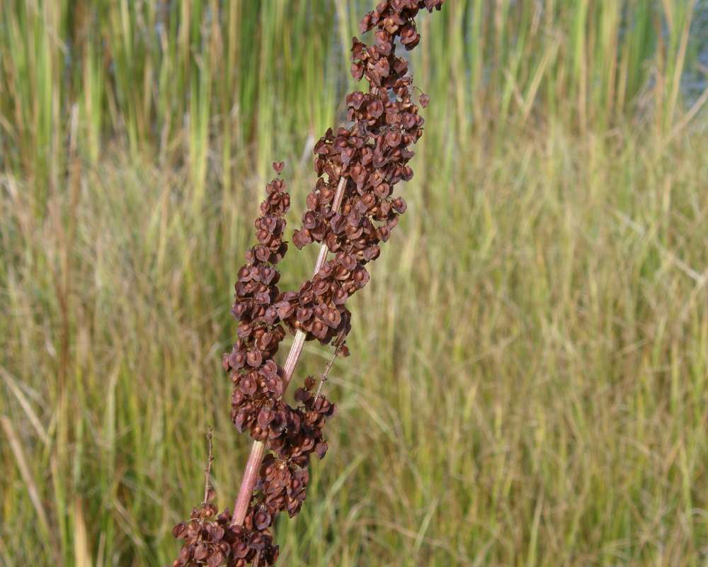 Seeds<br>(Location of Picture: Buzzard Lake, Washington, USA, 2010)