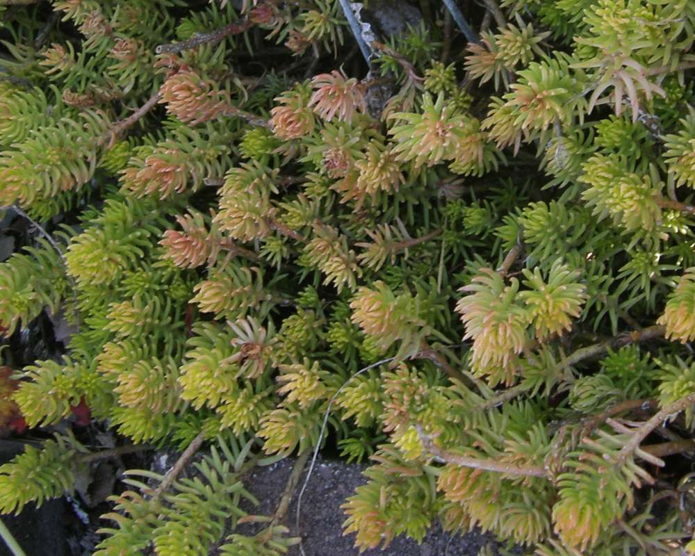 Leaves<br>(Location of Picture: Okanogan, Wa., USA, 2010)